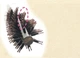 Тонкий браш для укладки волос феном ANNECY Hair Slim Roll Brush TK-1103 - изображение 5