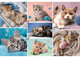 Puzzle Trefl W kocim świecie 100 elementów 16420 (5900511164206) - obraz 2