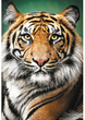 Puzzle Trefl Portret tygrysa 1500 elementów 26204 (5900511262049) - obraz 2