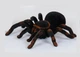 Паук на радиоуправлении Yufeng 81 Тарантул подсвета глаз батарейки типа АА 1.5V. Black and Brown (78864) - изображение 1