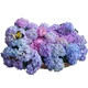 Семена гортензии крупнолистной Hydrangea macrophylla, микс цветов, 10 шт - изображение 3