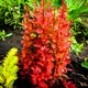 Барбарис Тунберга Оранж Рокет. (Berberis thunbergii Orange Rocket) Р9 - изображение 1