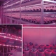 Світлодіодна фітолента для рослин, від USB, 5 м, Фіолетовий / LED стрічка для рослин / Фітолента для розсади - зображення 8