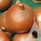 Семена Лук репчатый Падишах 10 г Садыба Традиция - изображение 2