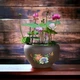Смесь семян лотоса бонсай BowlLotus, микс цветов, 50 штук - изображение 3