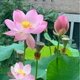 Смесь семян лотоса бонсай BowlLotus, микс цветов, 50 штук - изображение 4