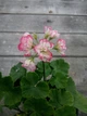 Розебудна пеларгонія Apple Blossom Rosebud, саджанець в 100-грамовому стаканчику - зображення 3
