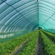 Сетка затеняющая Agreen 85% 4 х 5 м Темно-зеленая (100080-З) - изображение 4