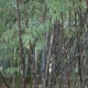 Семена Бамбук чёрный (Phyllostachys nigra), фиолетовый бамбук, 5 штук - изображение 1