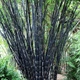 Семена Бамбук чёрный (Phyllostachys nigra), фиолетовый бамбук, 5 штук - изображение 5