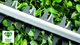 Nożyce akumulatorowe Bosch EasyHedgeCut 18-45 + 1 akumulator PBA 18 V 2 Ah + ładowarka AL 1810 CV (0600849H02) - obraz 9