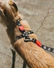 Шлейка для собак Zee.Dog Skull Розмір XS (23654) - зображення 8