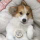 Бальзам для защиты лап Paw Tection Natural Dog Company 59мл стик (ND-PAWT-2S) - изображение 7
