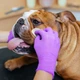 Серветки для гігієни складочок бульдога Eye Envy buldog wipes упаковка 60шт (EEWB-60) - зображення 5