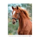 Настенный календарь А3 Axent Horses "Символ года - Огненный конь" 2026 200 г/м2 13 листов на пружине (8804-26-3-A) - изображение 12