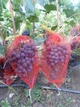 Сеточки для защиты винограда 5 кг 28*40 см, 50 шт, красная - изображение 2