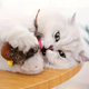 Интерактивная игрушка Птичка для кошек с USB зарядкой, Мягкая щебечущая игрушка Птичка с крыльями GiGwi 55485/00 - изображение 6