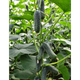 Огурец Лютояр F1 10 шт Yuksel Seed Турция - изображение 1