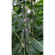 Огурец Спино F1 10 шт Syngenta Голландия - изображение 1