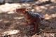 Динозавр Стигимолох Мир Юрского Периода Jurassic World Hammond Collection Stygimoloch Dinosaur Mattel (JDJ10) - изображение 6