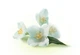 Чай в капсулах для кавоварок Dolce Gusto "Jasmine Flowers" 10 капсул (потрібен адаптер) - изображение 5