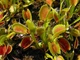 Семена Венерина Мухоловка, хищное растение (Dionaea muscipula), 10 шт - изображение 2