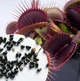 Семена Венерина Мухоловка, хищное растение (Dionaea muscipula), 10 шт - изображение 6