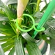 Кліпси для підв'язки рослин PlantClamps, зелені, 200 штук - зображення 3