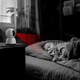 Камера відеоспостереження Baseus Security P1 Lite Indoor Camera 2k |8x Zoom, 3MP, 2K| White - зображення 9