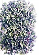 Семена капусты фиолетовой (краснокачанной) микрозелень 100г - изображение 3
