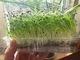 Семена лука микрозелень 100г - изображение 4