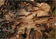 Антипирен Антисептик Огнебиозащита для древисины ConWood Mineral Premium бесцветный Концентрат 25 кг - изображение 4