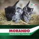Упаковка сухого корма для котят Morando Tradizioni Kitten с курицей и лососем 400 г x 2 шт (8007520227649) - изображение 4
