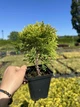 Туя західна 'Мір'ям',CAP35 - кор/air-pot 35л,D30-40см - зображення 9