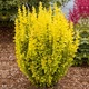 Барбарис Тунберг Марія. (Berberis thunbergii Maria) С3 - зображення 2