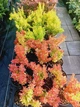 Барбарис тунберг Оранж Айс. (Barberis thunbergii Orange Ice) С3 - зображення 3
