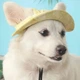 Панама для собак и кошек "OMMY" Yellow Size L - изображение 6