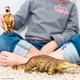 Саркозух доісторичний крокодил Sarcosuchus Safari LTD 100356 - изображение 3