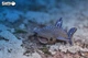 Збірна 3D модель китова акула - изображение 7