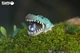 Збірна 3D модель Крокодил - изображение 5