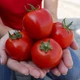 Семена Томат Асвон F1 Leda Agro 10 шт - изображение 2