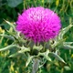 Насіння Расторопша Панацея, плямиста, 0.5 г (GL Seeds) - зображення 5