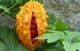 Насіння Момордика Шалений огірок, 5 шт (GL Seeds) - зображення 4
