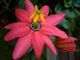 Пассифлора банановая, маракуйя нежнейшая (Passiflora molissima), семена 10 шт - изображение 1
