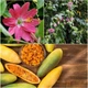 Пассифлора банановая, маракуйя нежнейшая (Passiflora molissima), семена 10 шт - изображение 2