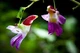 Недотрога попугайная, бальзамин-попугай (Impatiens psittacina), семена 5 шт - изображение 1