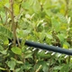 Кущоріз акумуляторний Bosch UniversalHedgeCut 18V-50 18В АКБ 1х2.5А·год 50мм крок різу 20мм ЗП AL1830CV 2.6кг - изображение 3