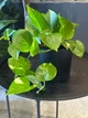 Епіпремнум золотий Epipremnum aureum 12/35 см - изображение 1
