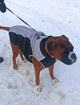 Жилетка для собак Дієго 4XL Чорний - зображення 7