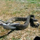 Металлический захват для змей Repti-zoo Snake Tong 100см (SC40) - изображение 4